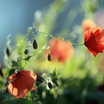 1920 x 1080 HD Wallpapers 3295